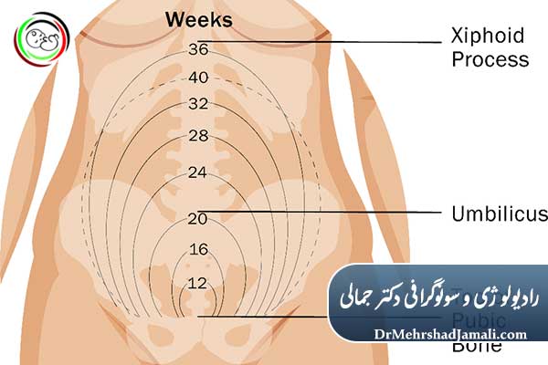  روش‌های محاسبه سن بارداری